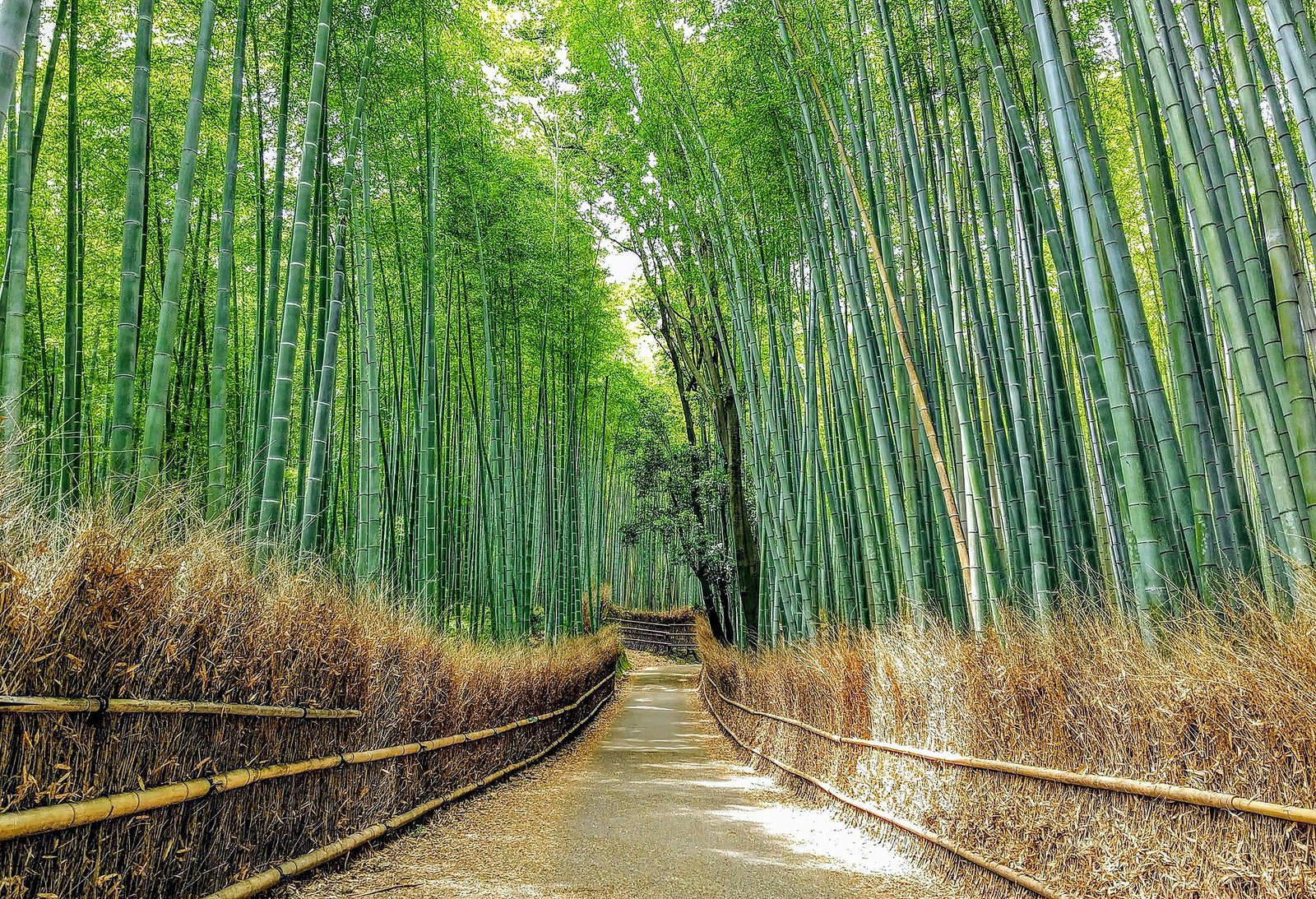 Bamboo Grove